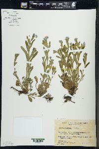 Myosotis sylvatica image