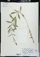 Physostegia virginiana image