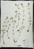 Clinopodium vulgare image