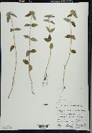 Clinopodium vulgare image