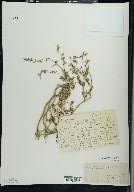 Salvia uliginosa image