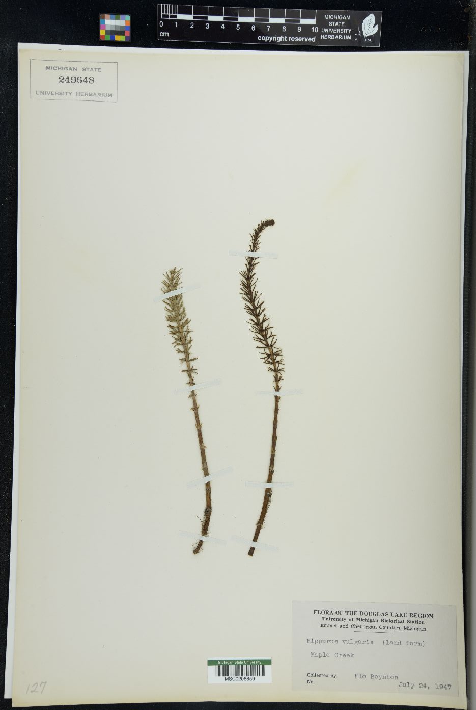 Hippuris vulgaris image