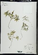 Melampyrum lineare image