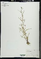 Melampyrum lineare image