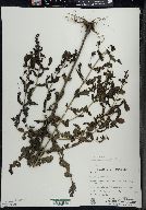 Aureolaria pedicularia image