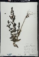 Aureolaria pedicularia image