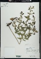 Aureolaria pedicularia image