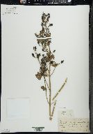 Aureolaria pedicularia image