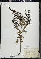 Aureolaria pedicularia image