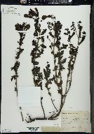 Aureolaria pedicularia image