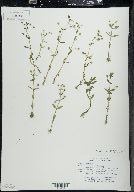 Gratiola neglecta image