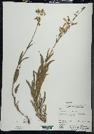 Penstemon hirsutus image