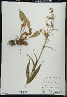 Penstemon hirsutus image