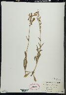 Penstemon hirsutus image