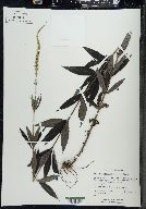 Veronicastrum virginicum image