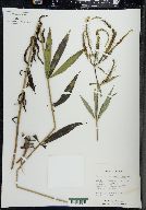 Veronicastrum virginicum image