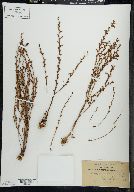 Epifagus virginiana image