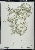 Galium concinnum image