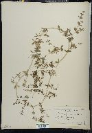 Galium asprellum image