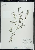 Galium asprellum image