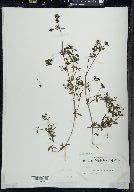 Galium asprellum image