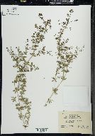 Galium asprellum image