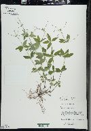 Galium circaezans image