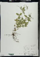 Galium circaezans image