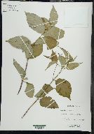 Diervilla lonicera image