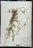 Linnaea borealis image