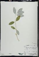 Lonicera dioica image