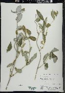 Lonicera dioica image