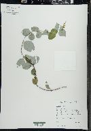 Lonicera dioica image