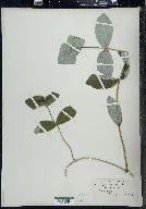 Lonicera dioica image