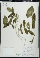 Lonicera dioica image