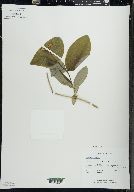 Lonicera dioica image