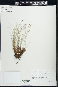 Carex filifolia image