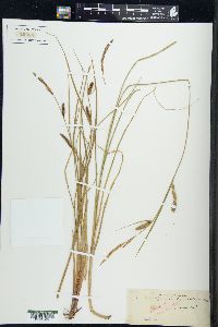 Carex tomentosa image