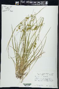 Carex flava image