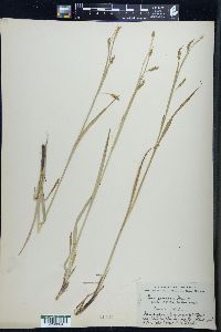 Carex formosa image