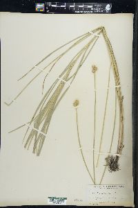 Carex argyrantha image