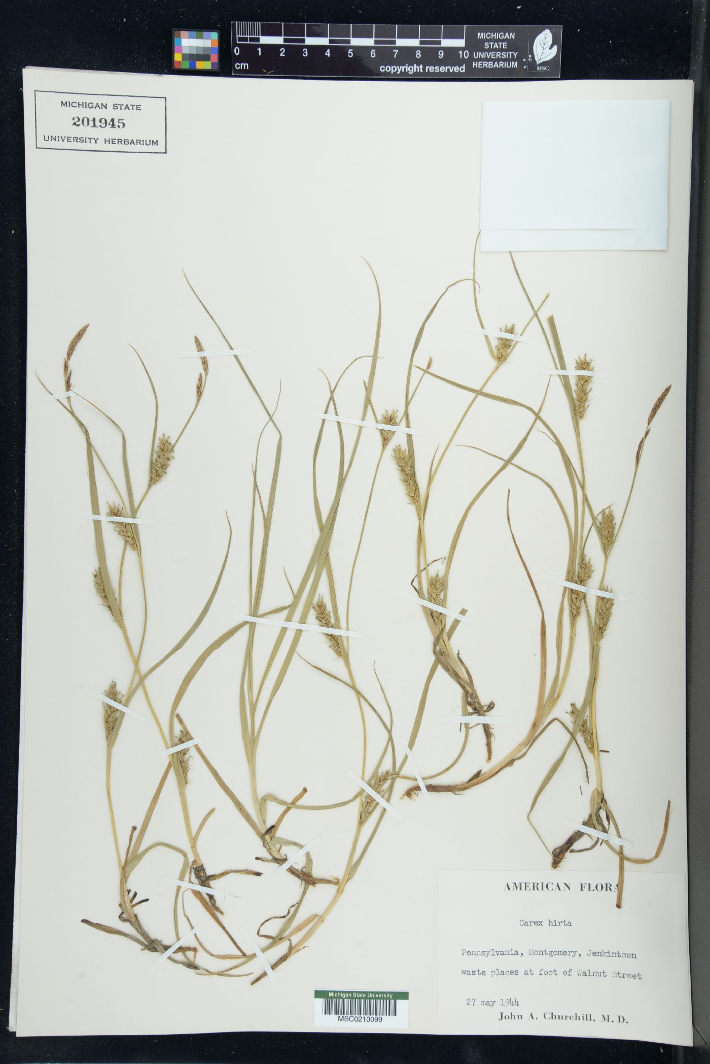 Carex hirta image