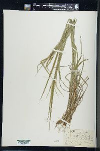 Carex hitchcockiana image