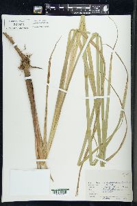 Carex lacustris image