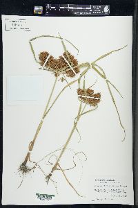 Carex ferruginea image