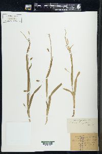 Carex laxiculmis image