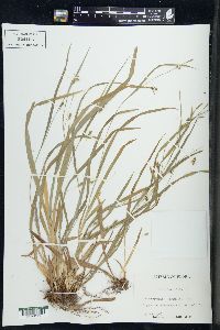 Carex laxiculmis image