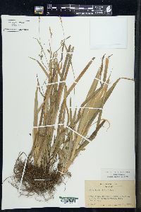 Carex laxiculmis image