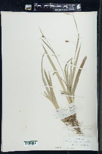 Carex laxiculmis image