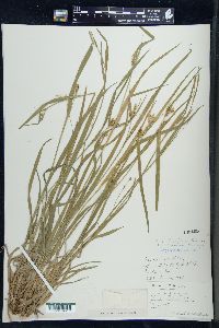 Carex leptonervia image